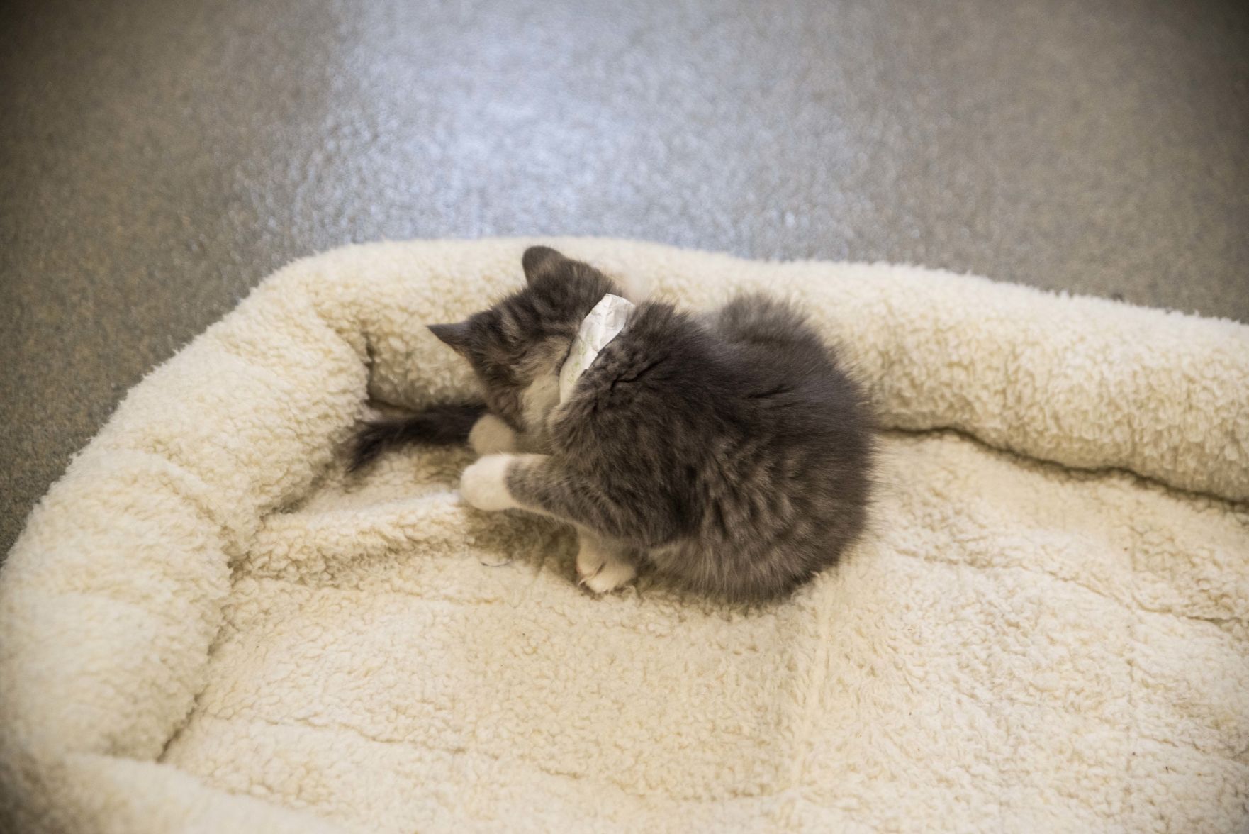 Lynchburg Humane Society